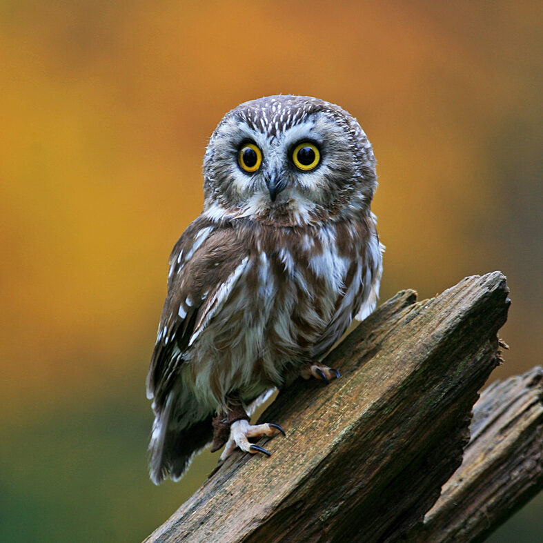 owl ashley-hockenberry