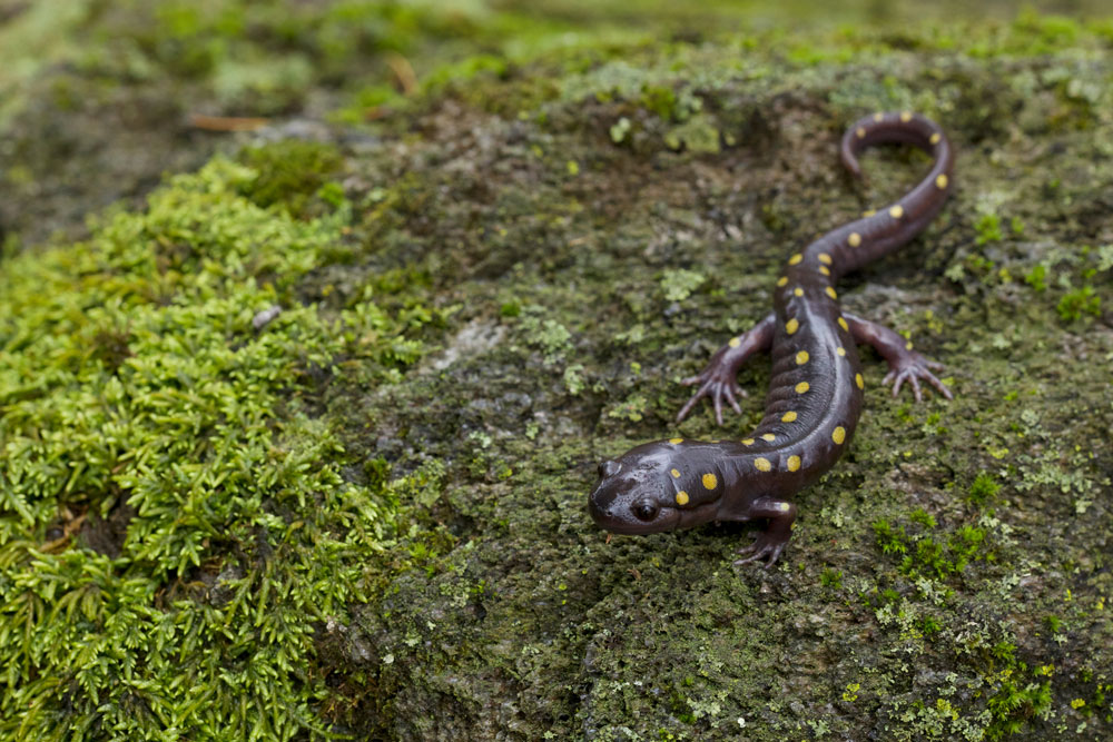 Yellow spotted salamander on a moss-covered rock.