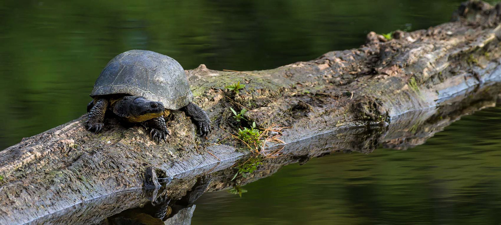 Featured image for “📢THE GRADES ARE IN. Time to catch up, conservation laggards. ”