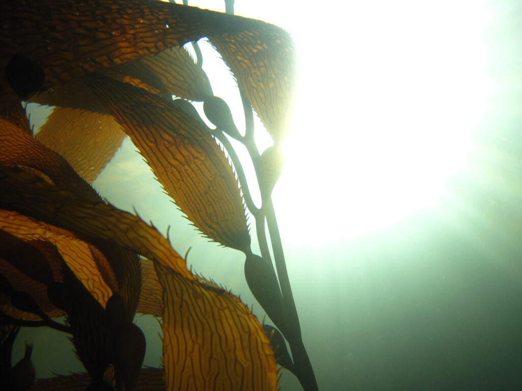 Kelp in the ocean