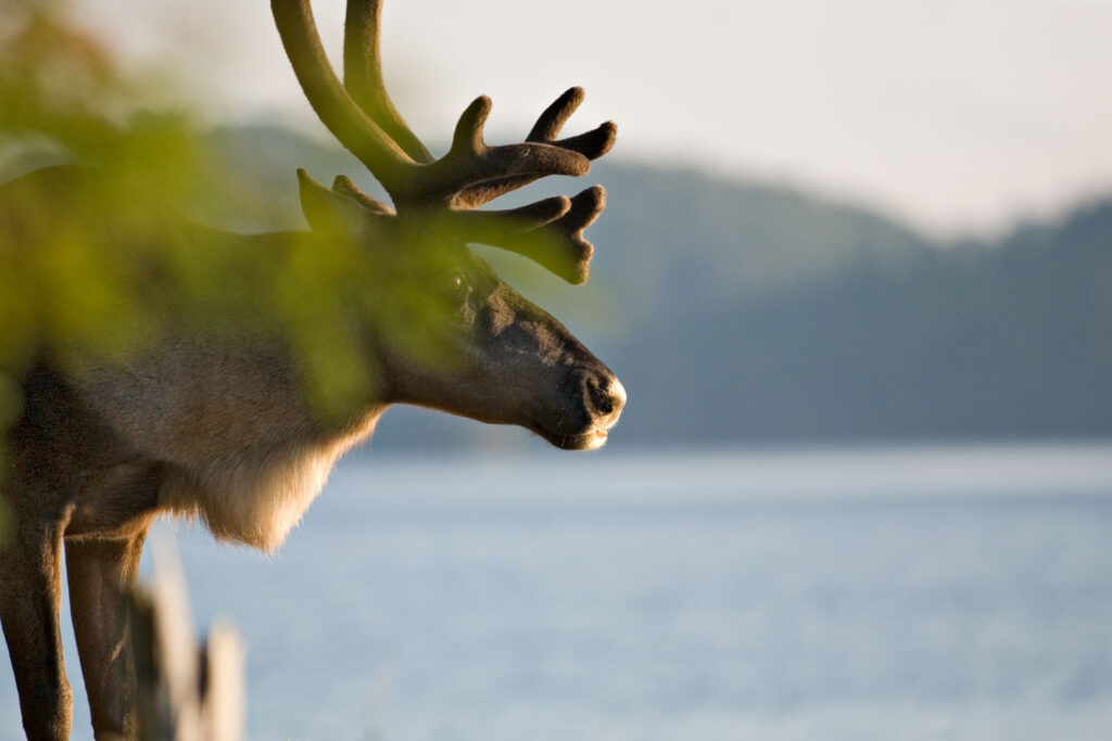 Caribou next to a lake