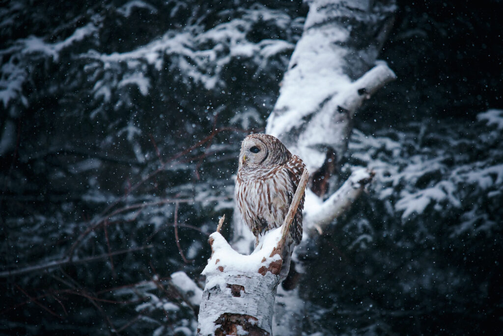 Owl in winter in Ontario