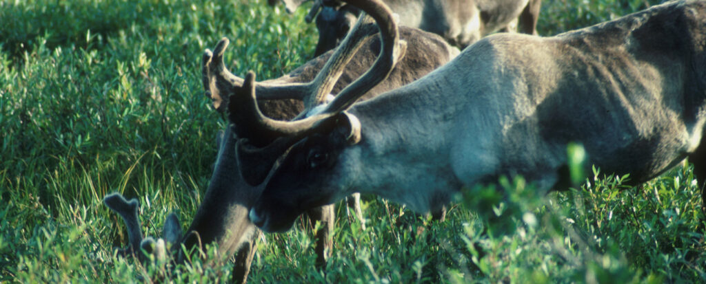 Woodland caribou herd