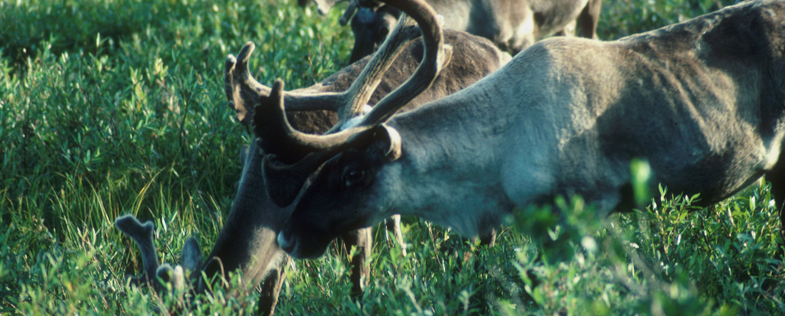 Featured image for “Protected: Nature First: A 100-Day Plan to Secure Canada’s Future”