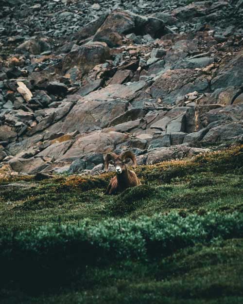 Goat eating grass in Alberta