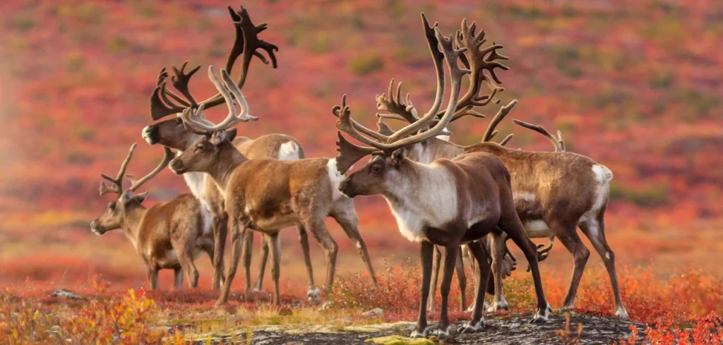 Barrenland Caribou in Nááts'įhch'oh National Park, NWT