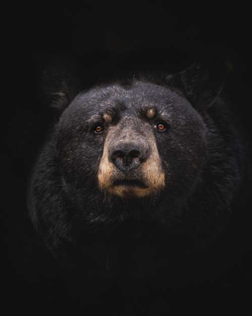 Black bear on a dark background