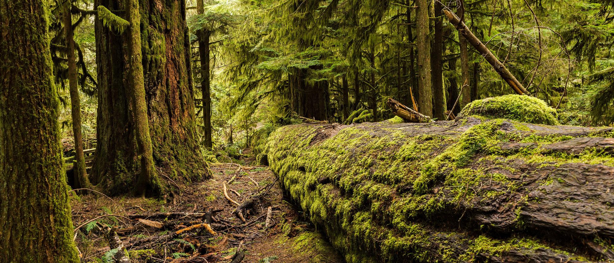Cathedral Grove, MacMillan Provincial Park, Vancouver Island