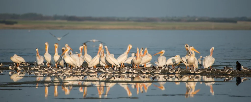Pélicans blancs américains sur le lac Last Mountain, en Saskatchewan