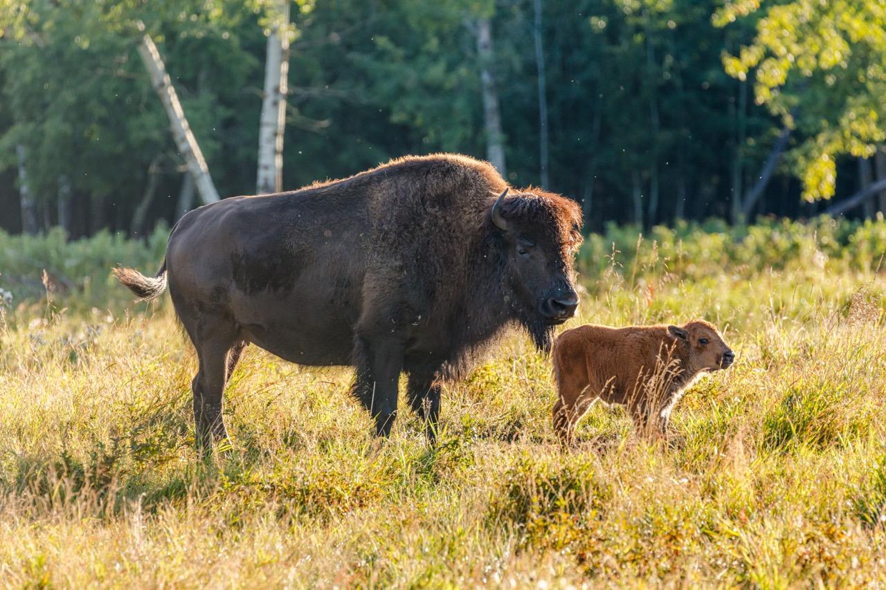 A plains bison and her calf