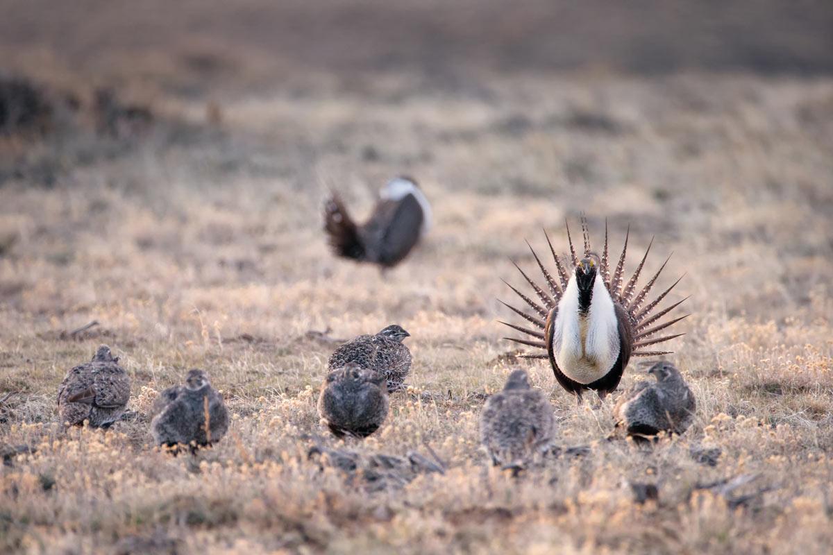 Greater Sage-Grouse (Centrocercus urophasianus), North America.