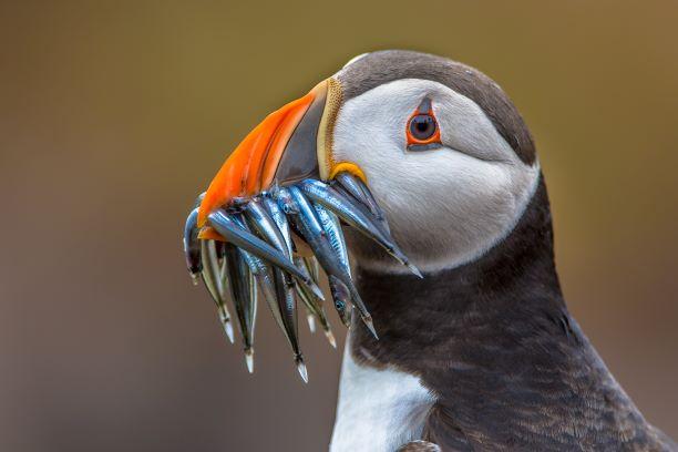 Puffin with mouthful of fish