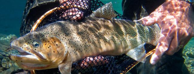 Westslope Cutthroat Trout