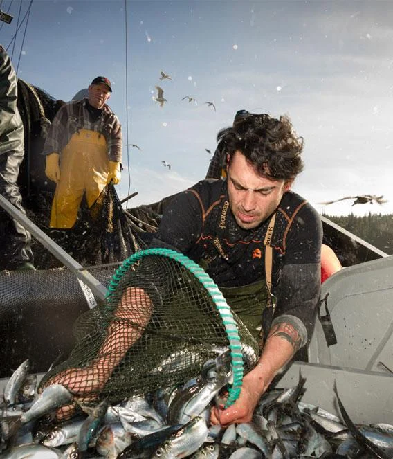 Fishermen on a boat taking fish out of their net.