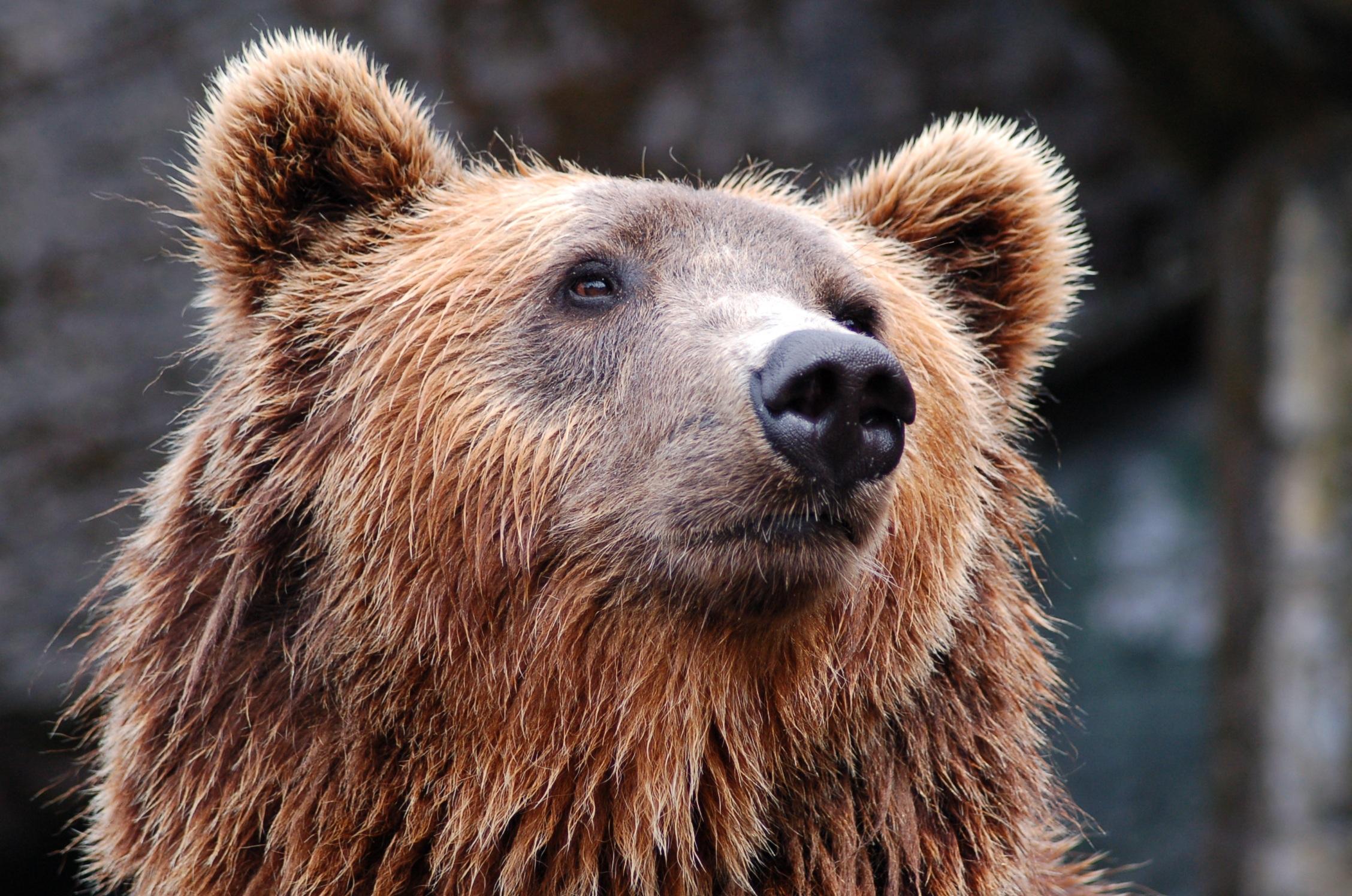 Head of a grizzly bear