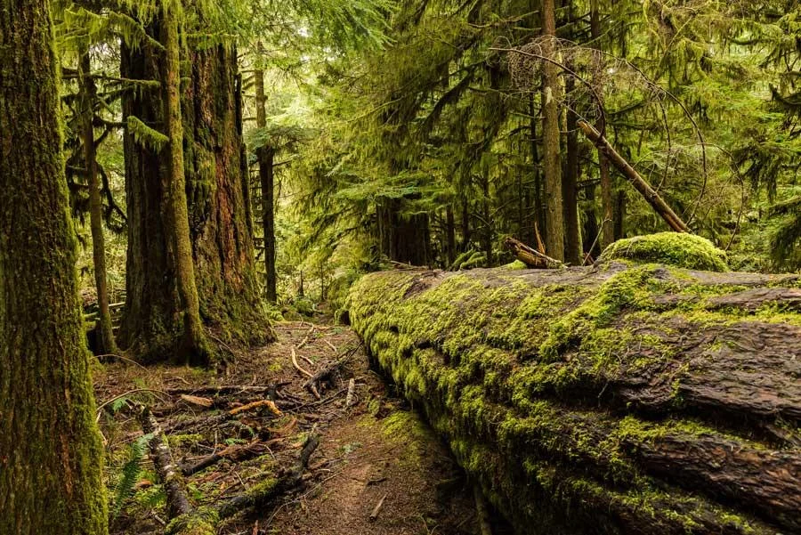 Old forest with moss on the trees