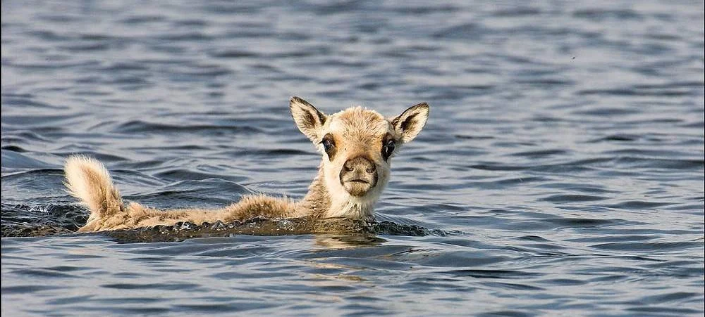Young caribou swimming in the water