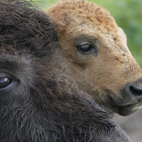 Bébé bison avec sa maman