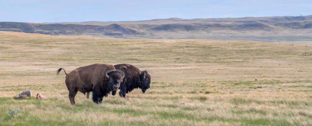 Two bisons in Grasslands National Park