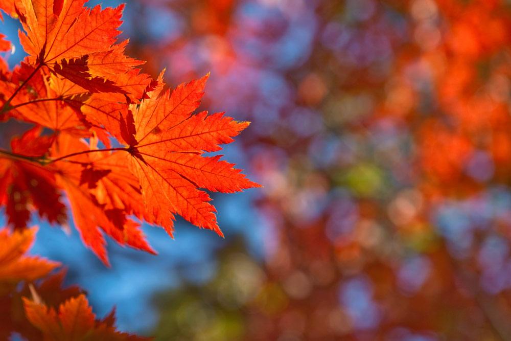 Close-up on leaves in autumn
