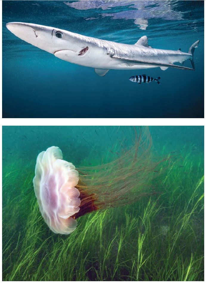 Young blue shark and jelly fish