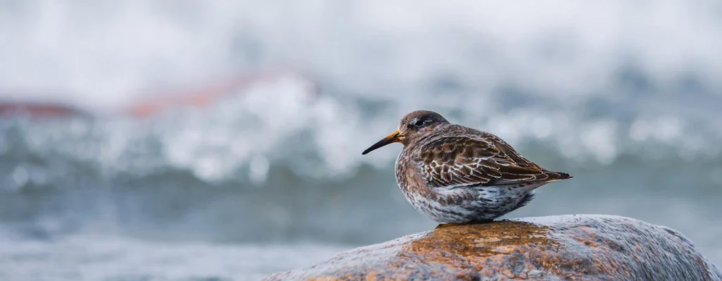 Little bird sitting on a rock with waves in the background