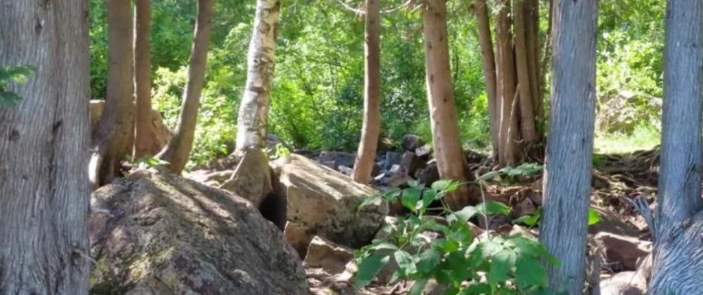 Photo d'arbres dans la forêt prise par Susan Marrier