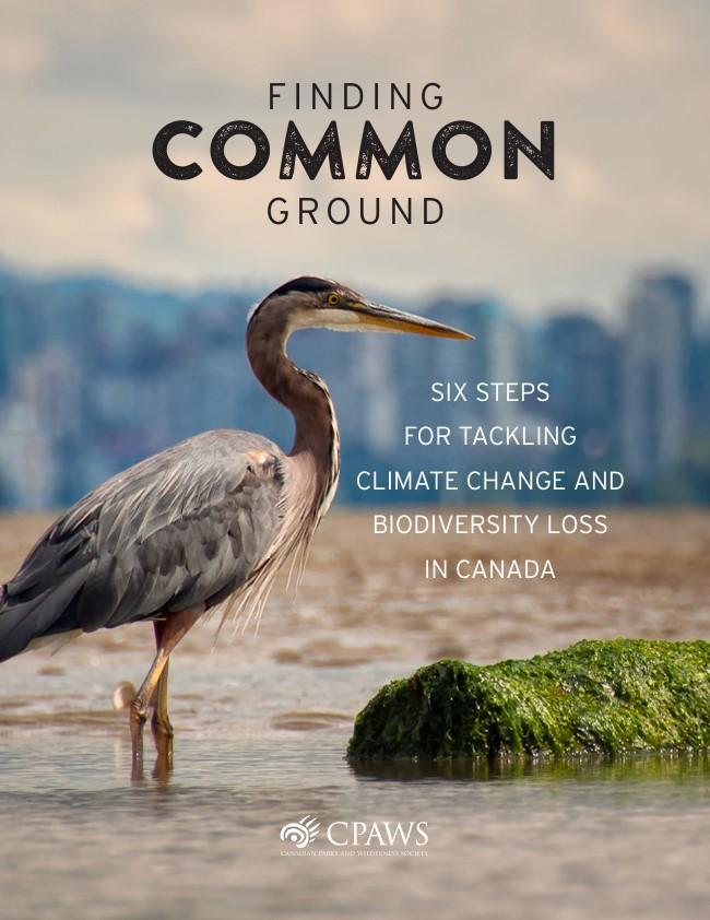 Cover of the brief Finding Common Ground
