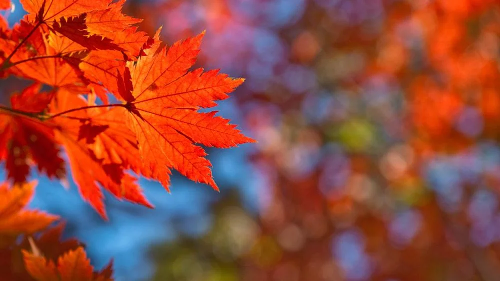 Close-up on leaves in autumn