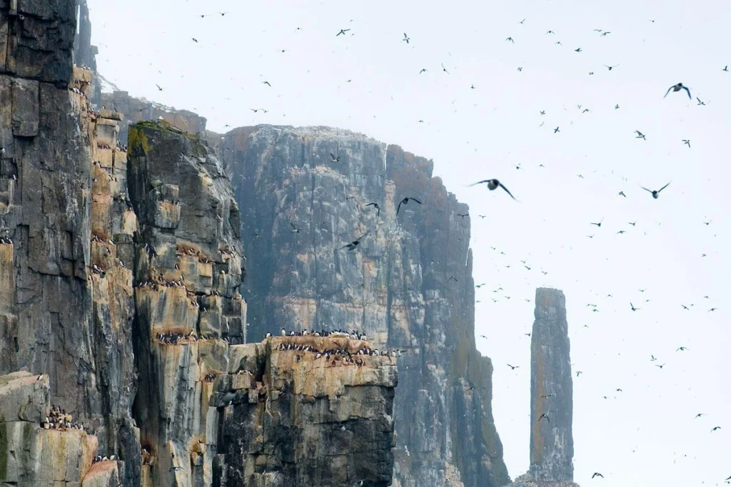 Birds flying on the edge of a cliff