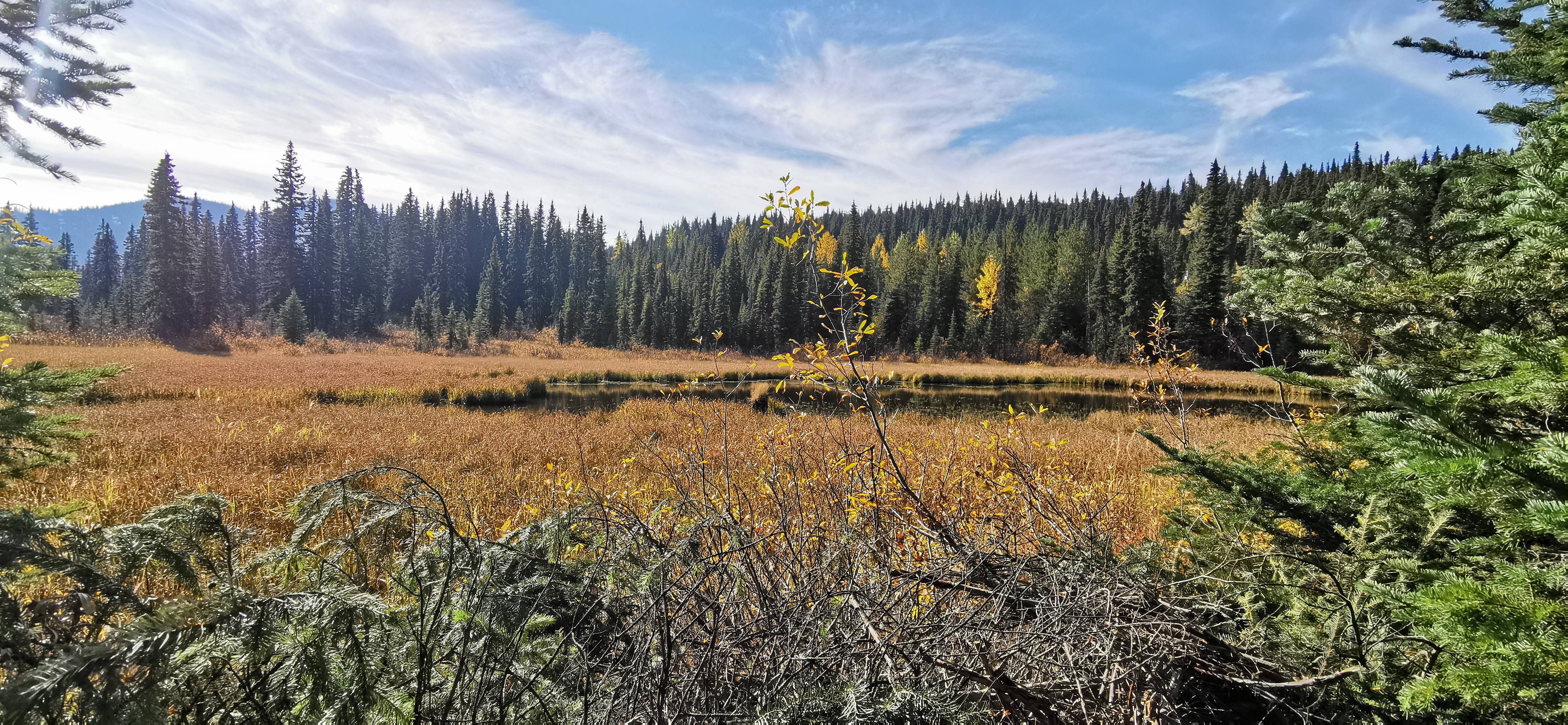 View of Wells Barkerville Community Forest in British Columbia