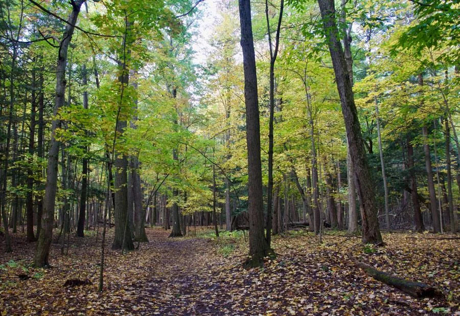 View of the trees in Rouge park
