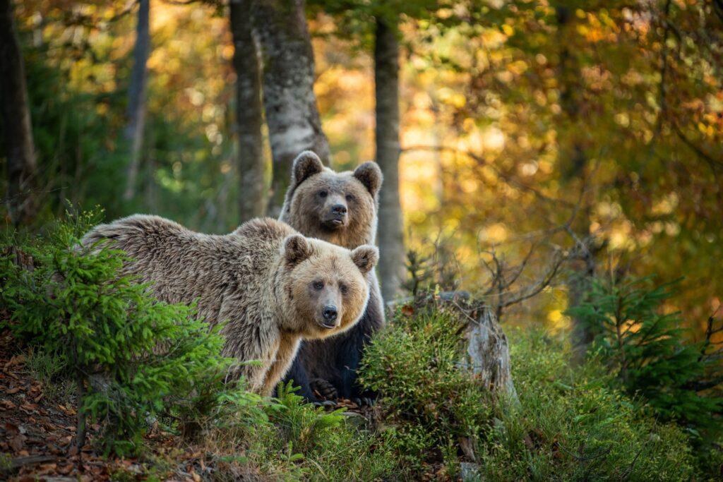 Two Grizzly bears on a small hill