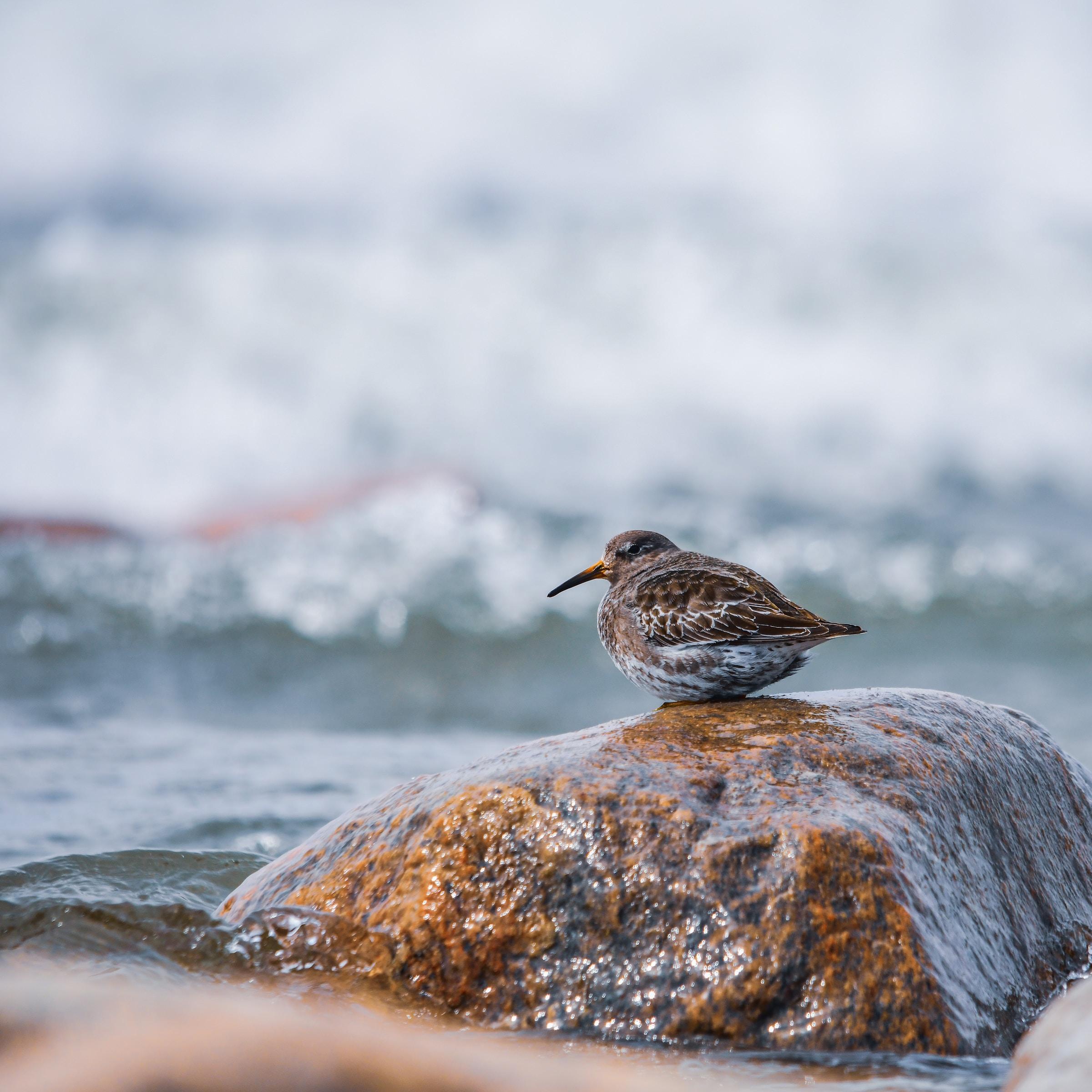 Small bird sitting on a rock next to the waves crashing