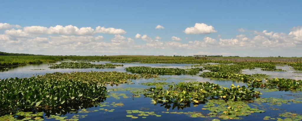 Wetlands at Point Pelee National Park