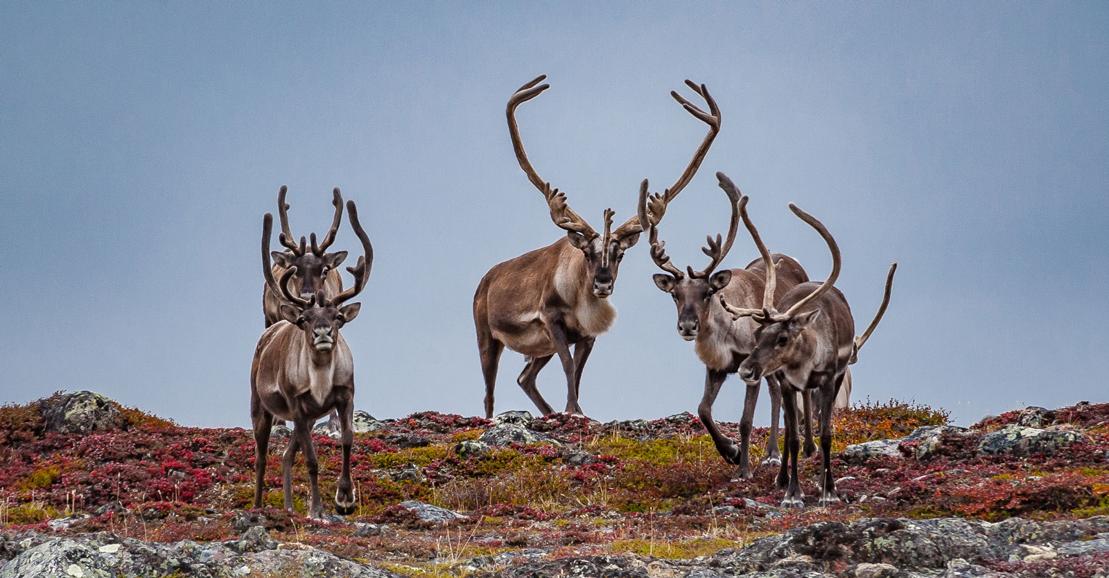 CARIBOU HERD CROSSING RIDGELINE BY CALVIN.