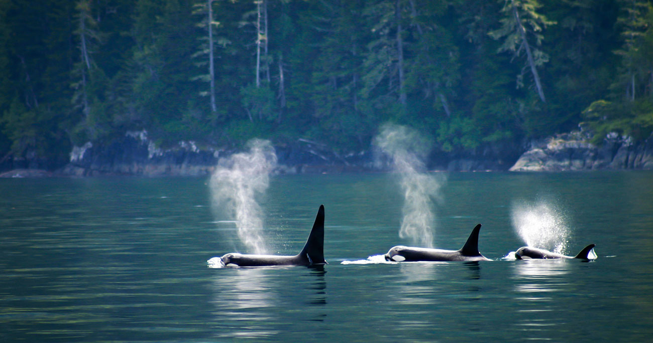 Three orcas in a row, next to the coast