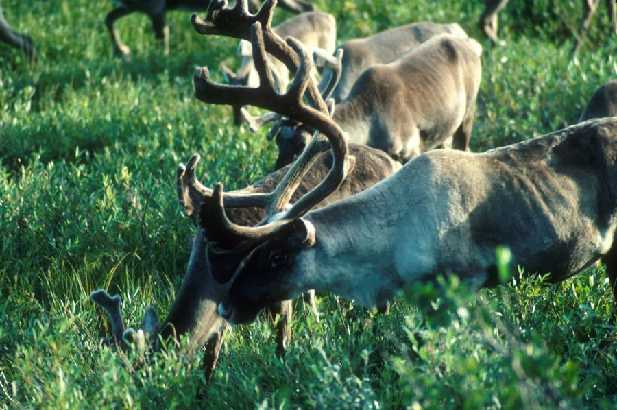 Woodland Caribou in the grass