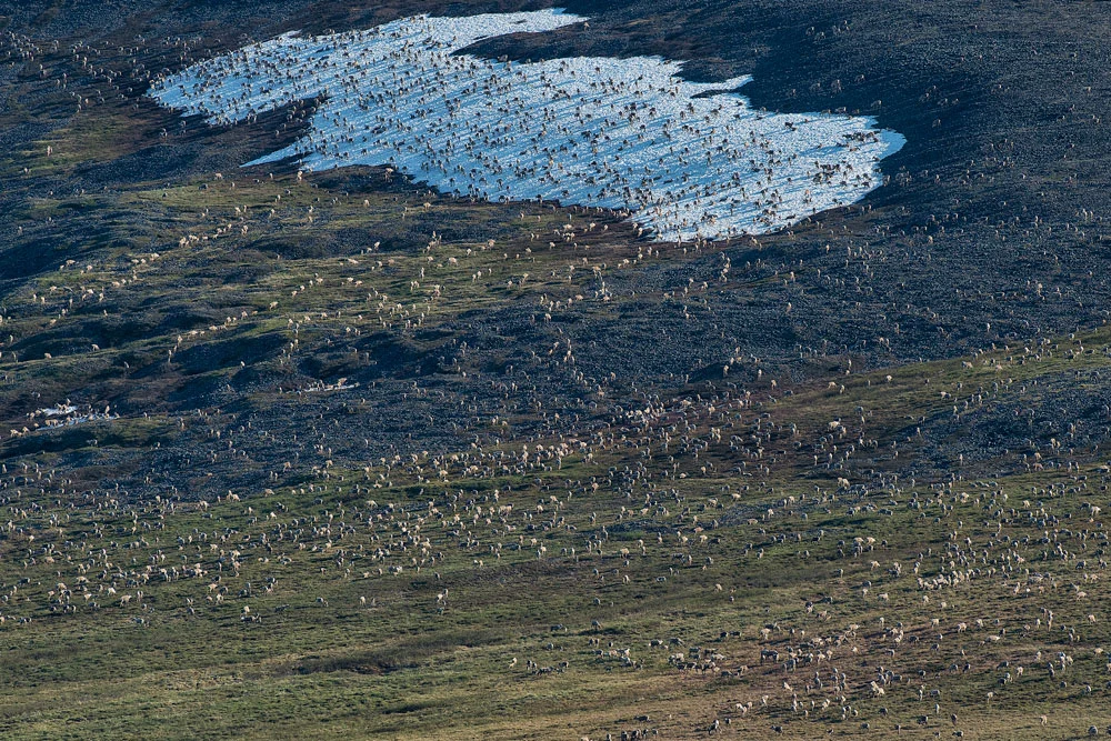 Porcupine caribou herd migration seen from above