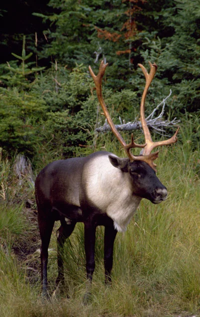 Bull Woodland caribou standing in front of trees
