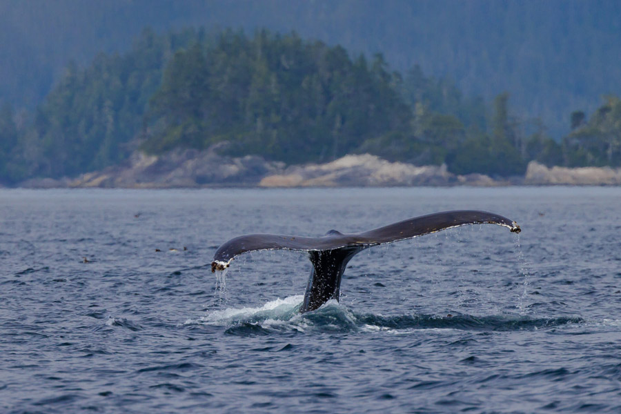 Tail of a whale coming out of the water