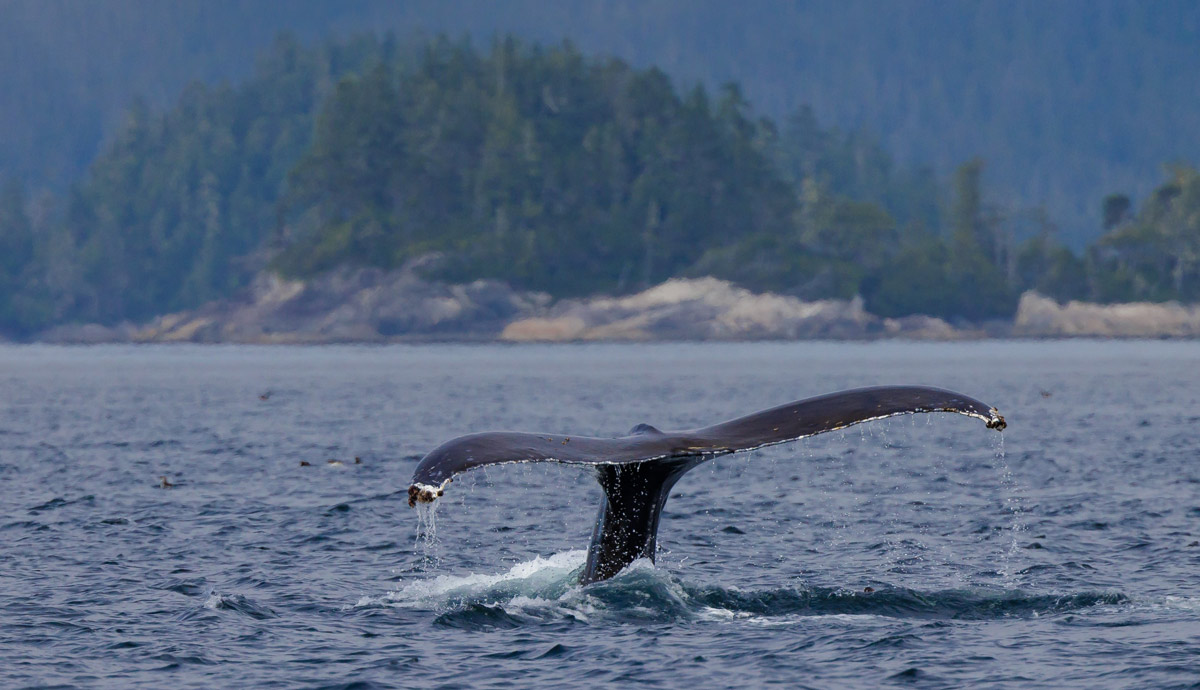 Tail of a humpback whale coming out of the water.
