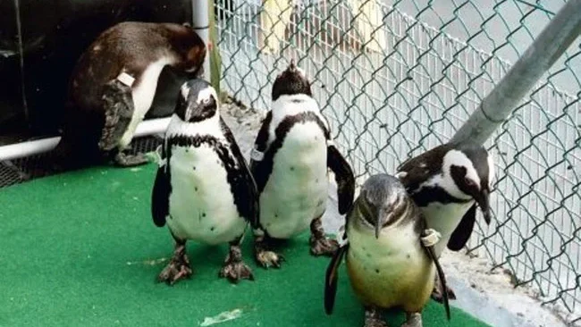 African penguins rescued after Treasure oil spill in South Africa in 2000.