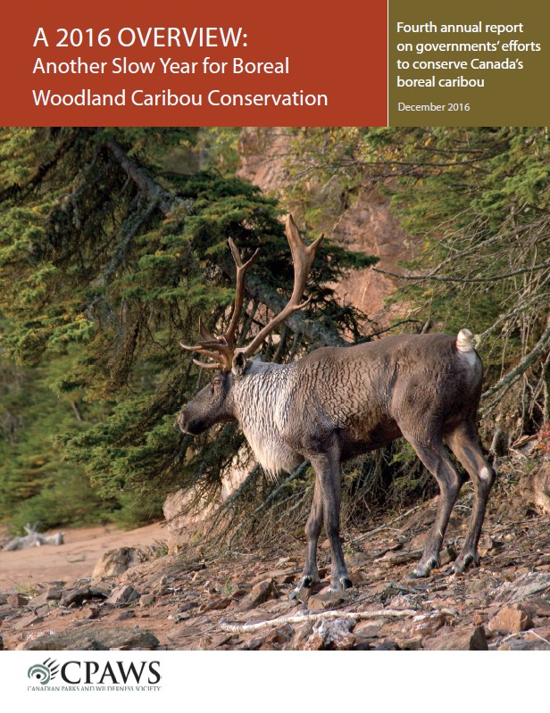 Cover page of the report : 