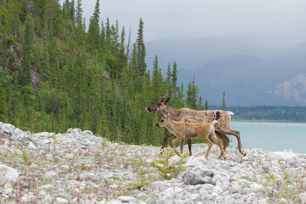 Caribou female and calf in Yukon
