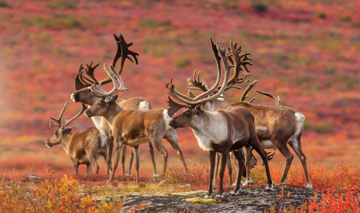 Group of barren ground caribous, in the northwest territories