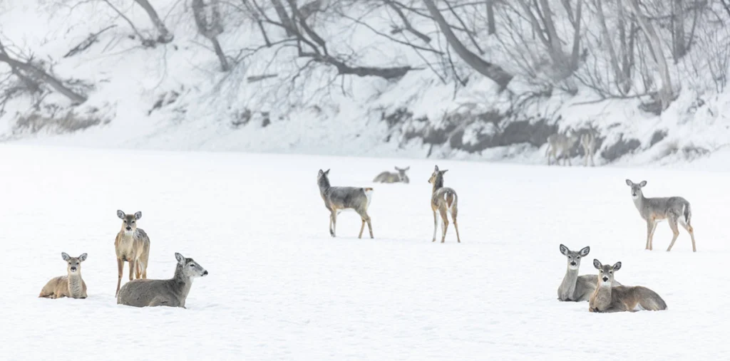Group of deer in the snow.