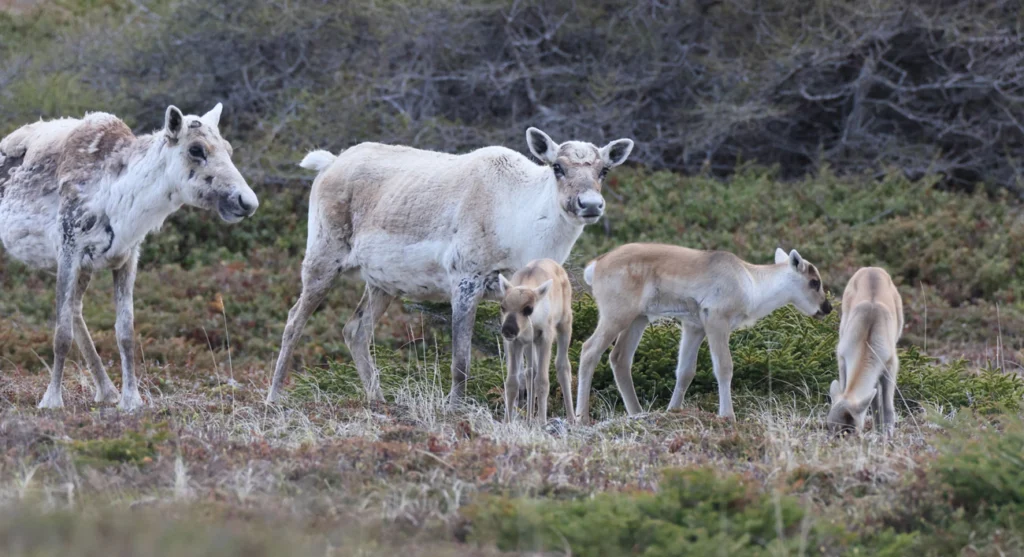 Woodland caribou herd with young in Newfoundland