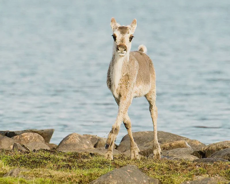 Barren ground calf, Arviat, Nunavat