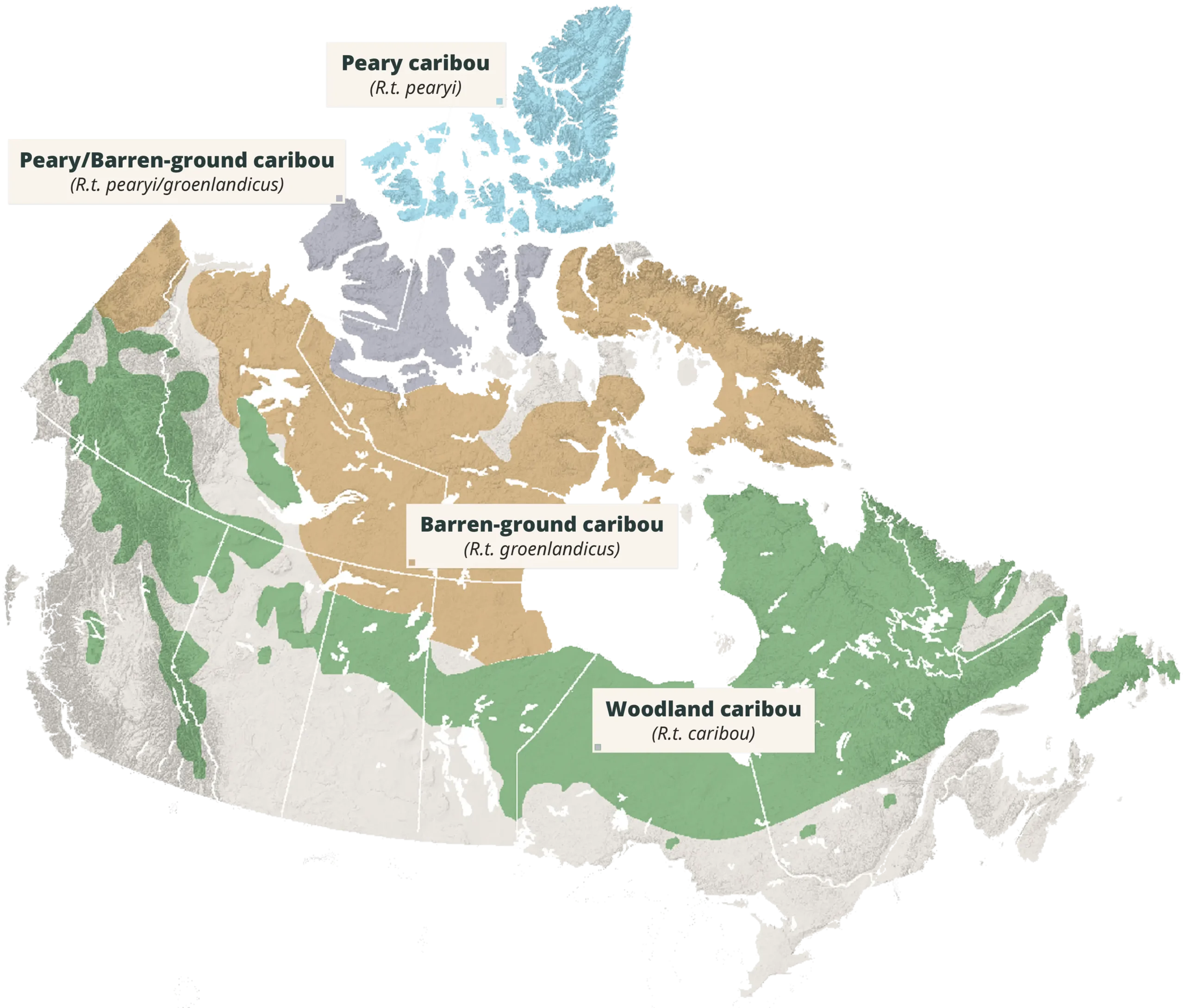 Map of the zones in Canada where Caribou can be found